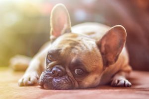 French Bulldog lying down